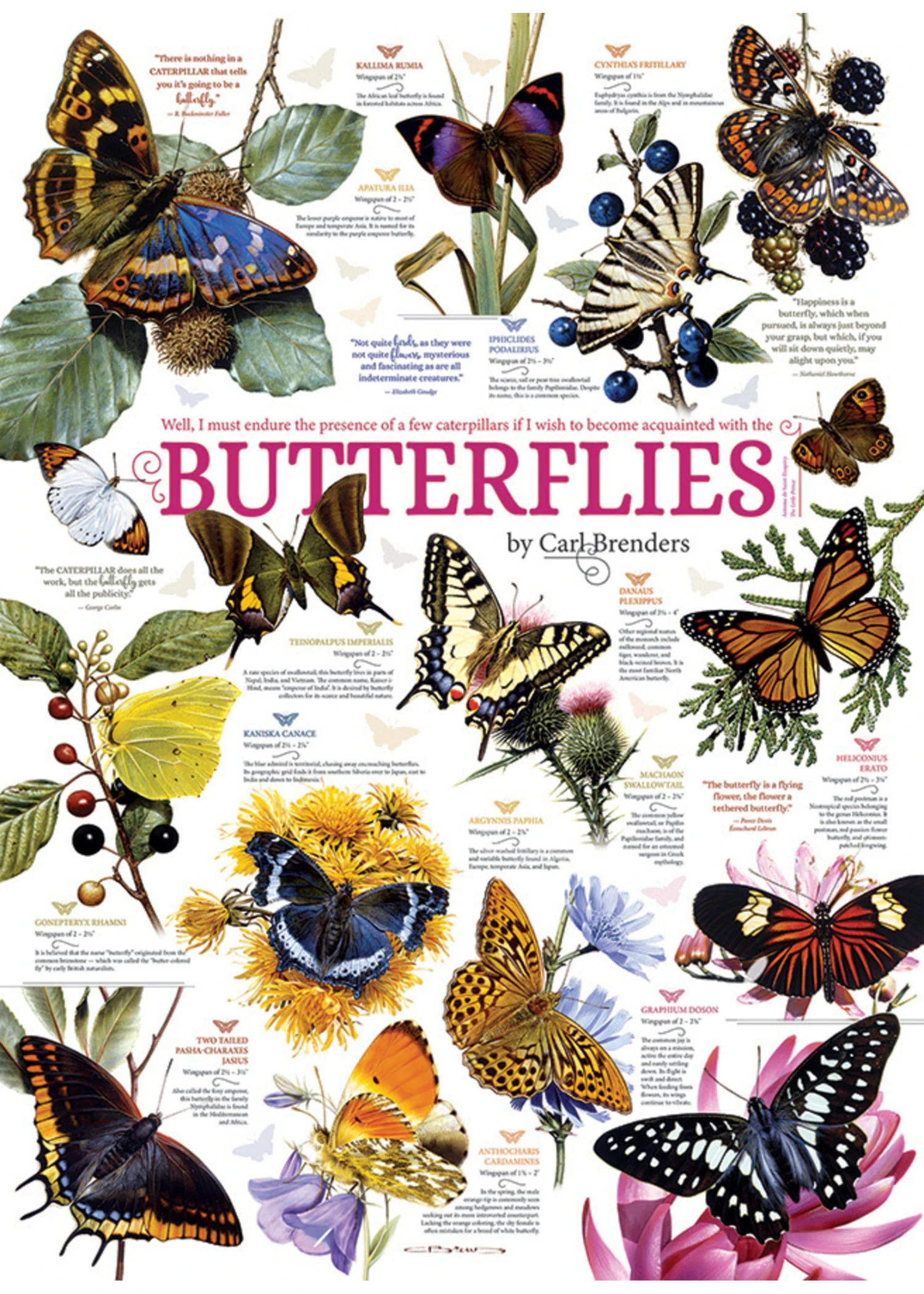 Butterfly Collection - 1000 Piece Puzzle 4 Butterfly Collection - 1000 Piece Puzzle - Image 2
