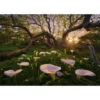 HEYE Calla Clearing - 1000 Piece Puzzle
