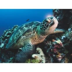 New York Puzzle Co Green Sea Turtle - 500 Piece Puzzle -BOARDGAMES Sales new york puzzle co green sea turtle 500 piece puzz 3