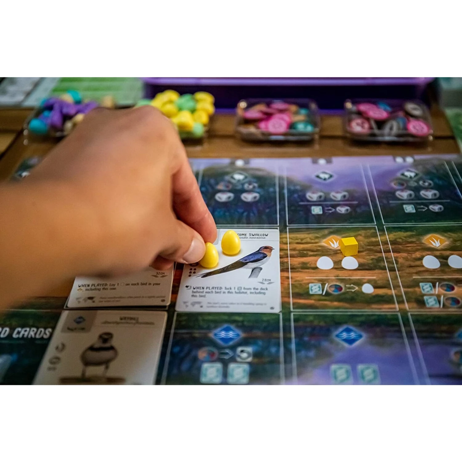 Stonemaier Games Wingspan: Oceania Expansion 5 Stonemaier Games Wingspan: Oceania Expansion - Image 3